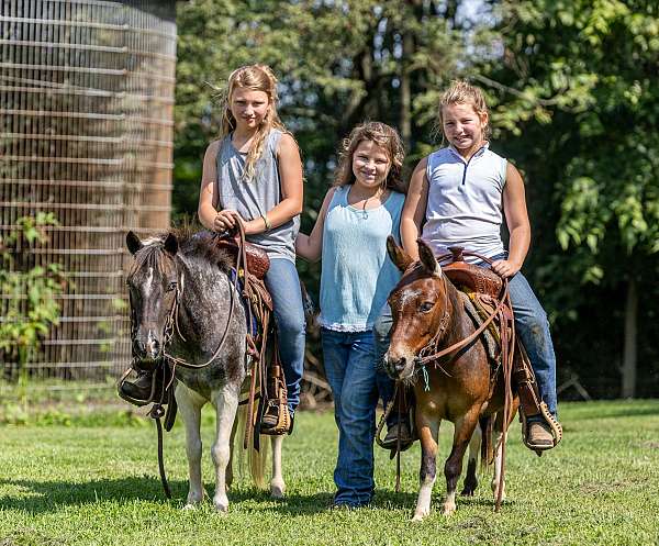 trail-riding-mule