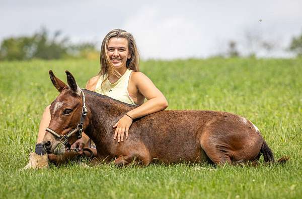 western-riding-mule