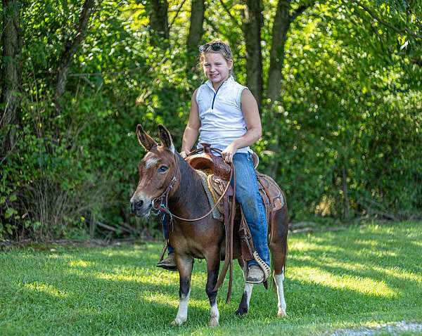 pinto-mule-gelding