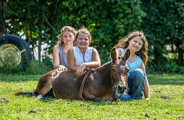 pinto-all-around-pony