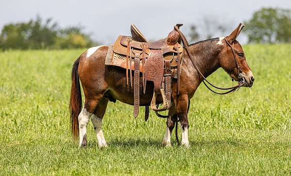 pinto-trail-pony
