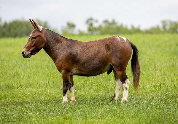 pinto-trail-riding-pony