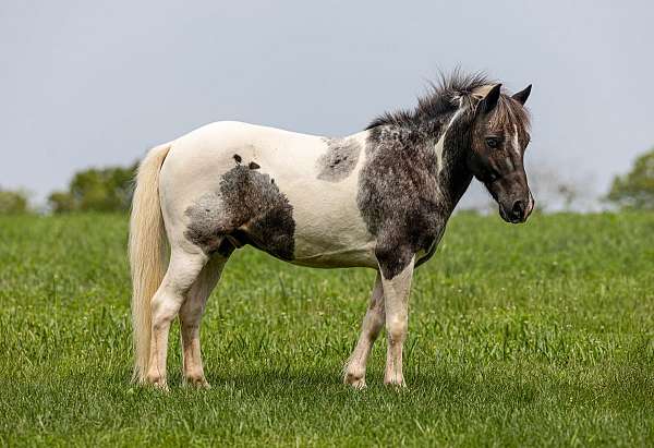 appaloosa-pony