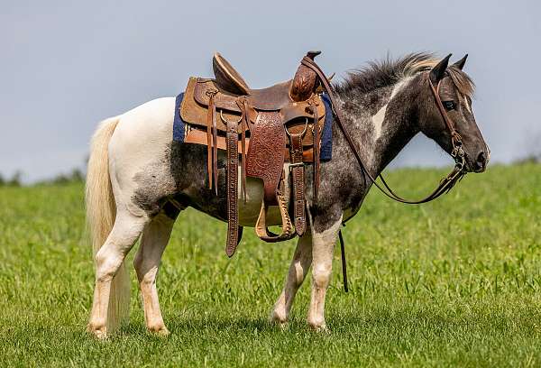 blue-eyed-pony