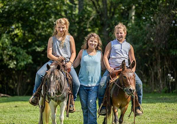 western-riding-pony