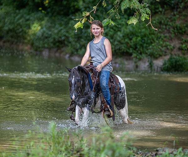 appaloosa
