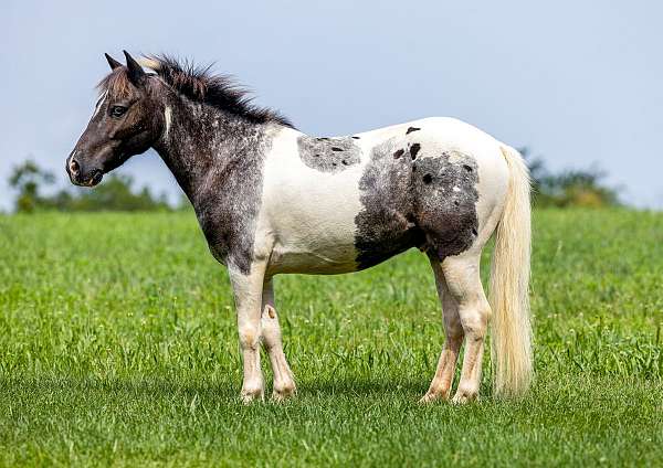 all-around-gelding