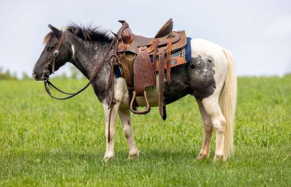 beginner-gelding