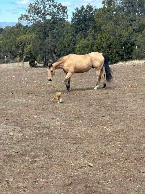 star-left-hind-pastern-horse