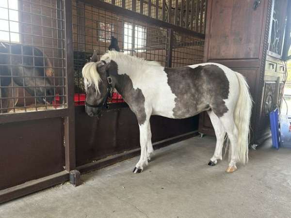 pinto-white-mane-tail-horse