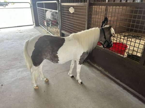 grey-amha-filly