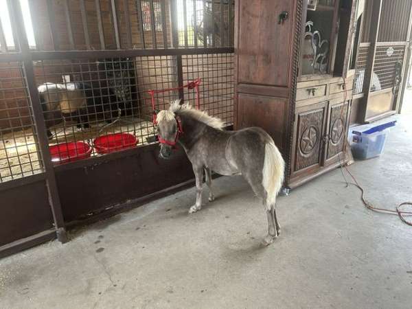 near-white-mane-tail-horse