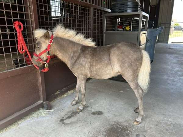 silb-near-white-mane-tail-horse