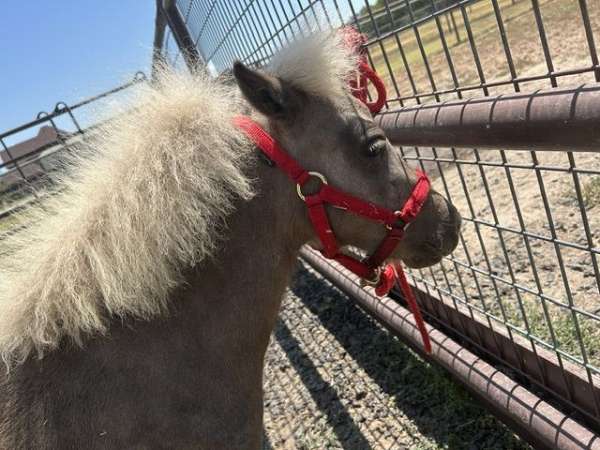 silb-miniature-filly