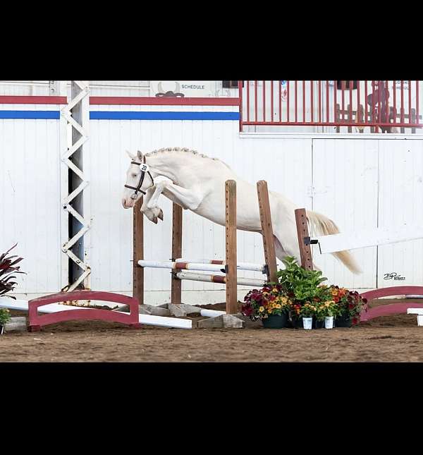 cremello-flashy-pony