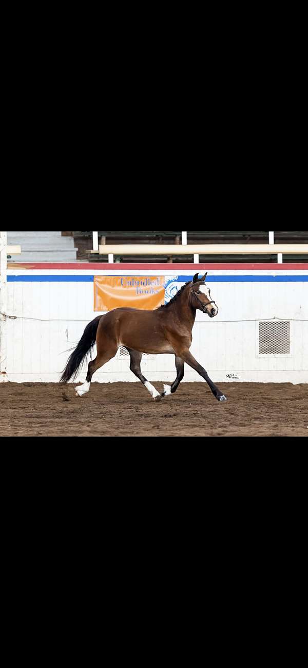 bay-blazestripe-3-socks-horse