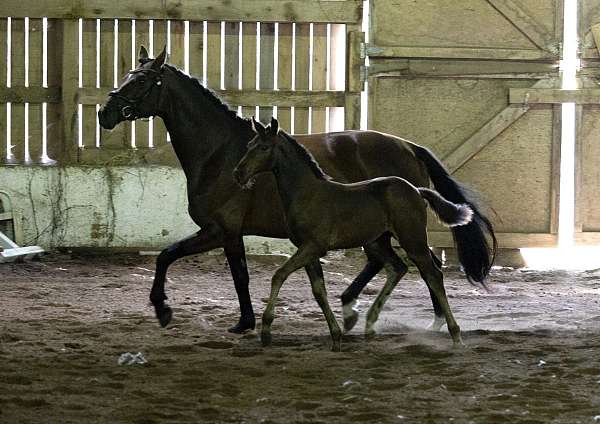 bay-westphalian-colt