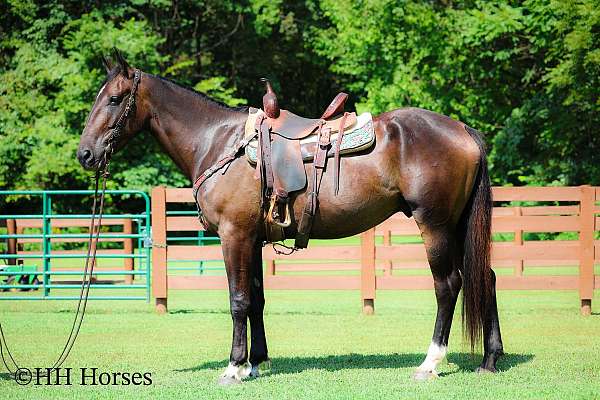 all-around-percheron-horse