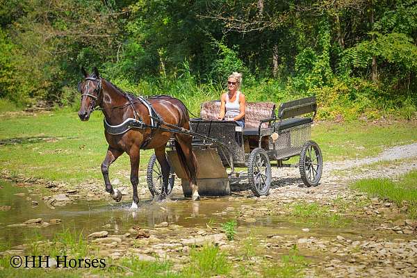 athletic-percheron-horse