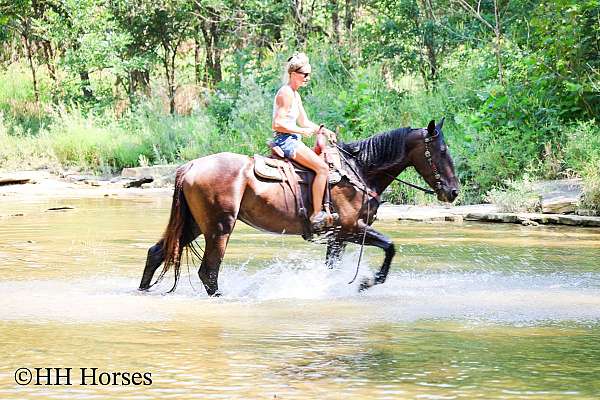 beginner-percheron-horse