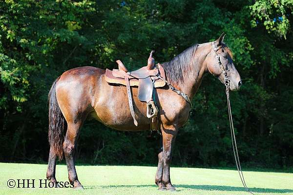 show-experi-percheron-horse