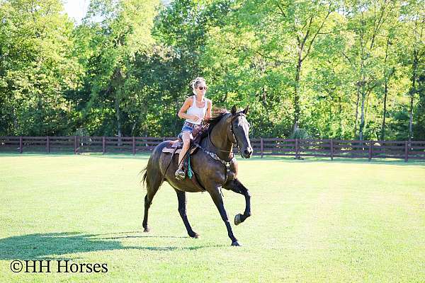 all-around-percheron-horse