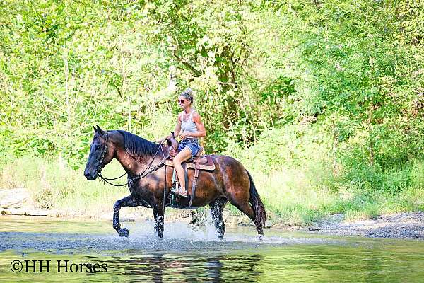 athletic-percheron-horse