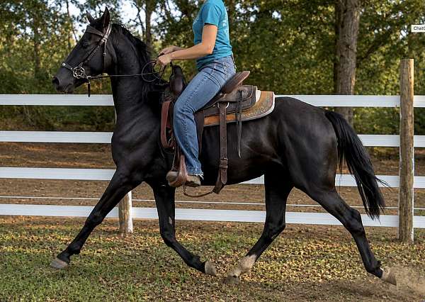 white-rear-socks-horse