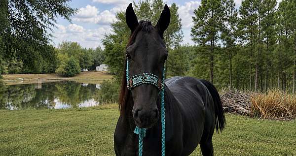 cross-friesian-horse