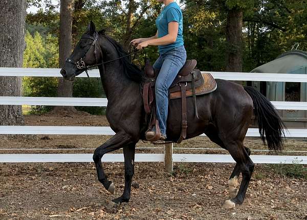 dressage-friesian-horse