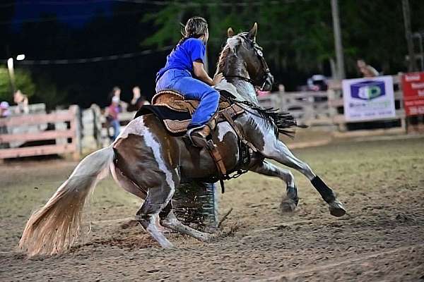 all-around-quarter-horse