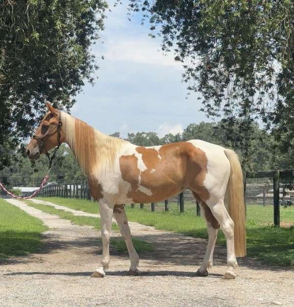 pinto-double-dilute-horse