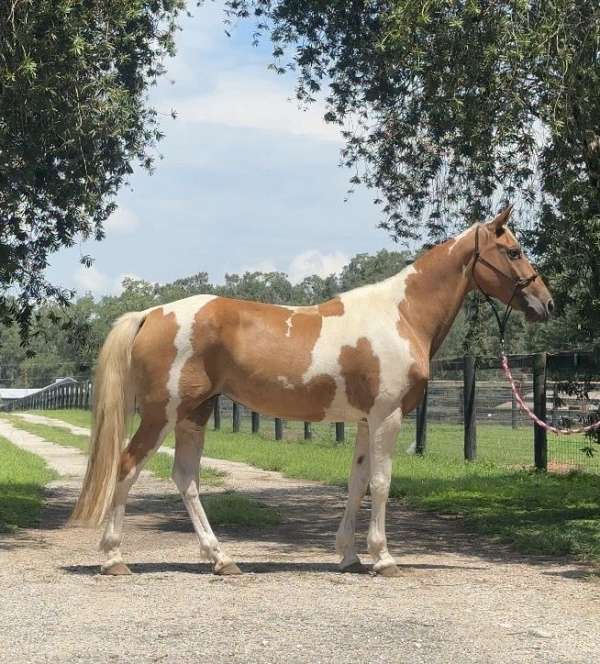 athletic-quarter-horse