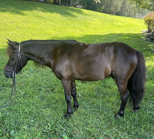 beginner-miniature-horse