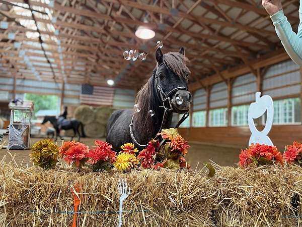 dishy-miniature-horse