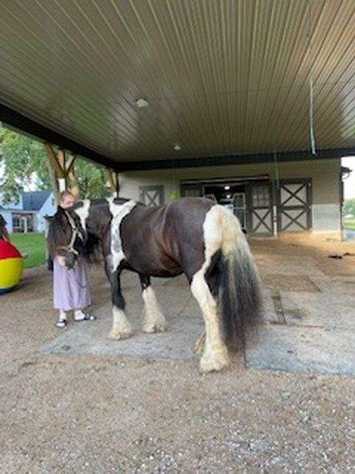 driving-gypsy-vanner-horse