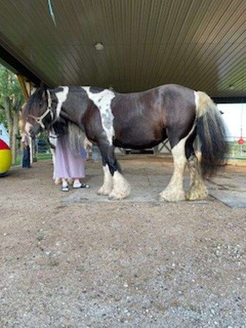 kid-safe-gypsy-vanner-horse