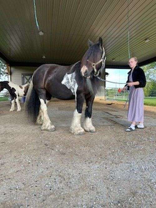 mostly-black-with-some-white-horse