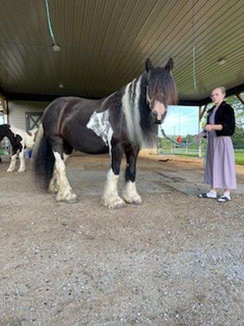 piebald-mostly-black-with-some-white-horse