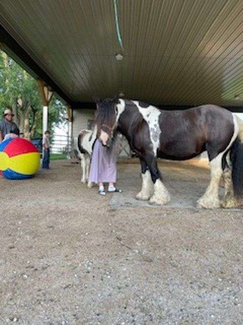 ridden-western-gypsy-vanner-horse
