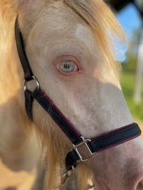 cremello-white-horse