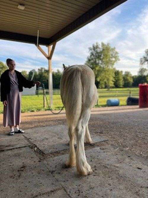 cremello-tobiano-driving-horse