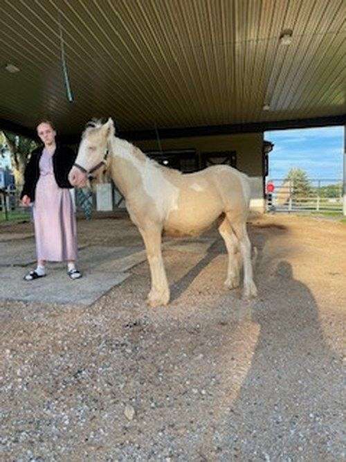 cremello-tobiano-foundation-horse