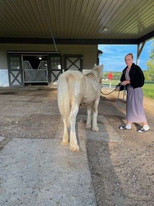 cremello-tobiano-halter-horse