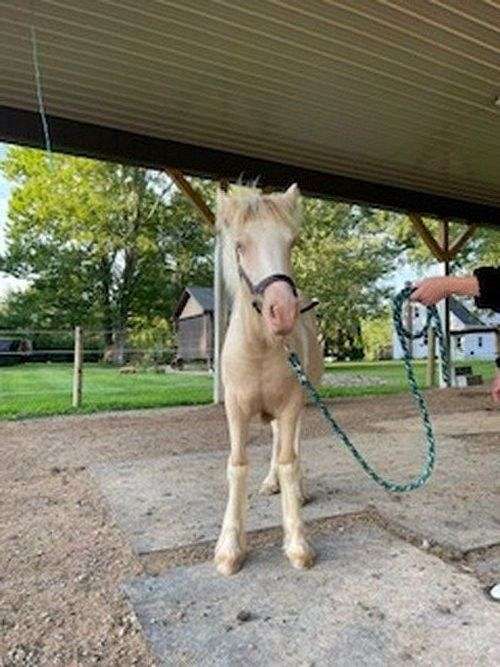 cremello-tobiano-gypsy-vanner-filly