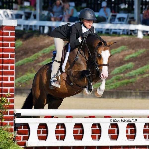 beginner-welsh-pony