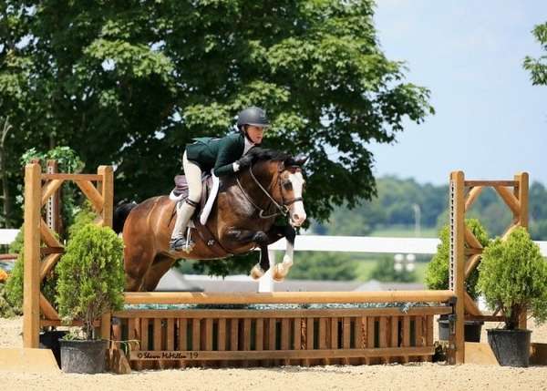 experienced-welsh-pony