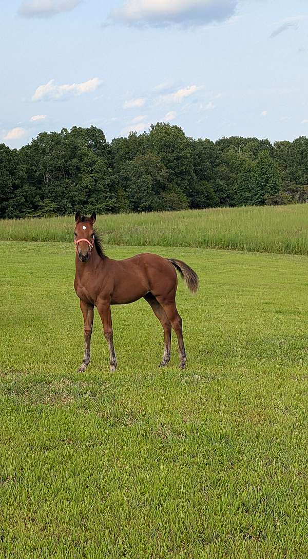 agile-filly