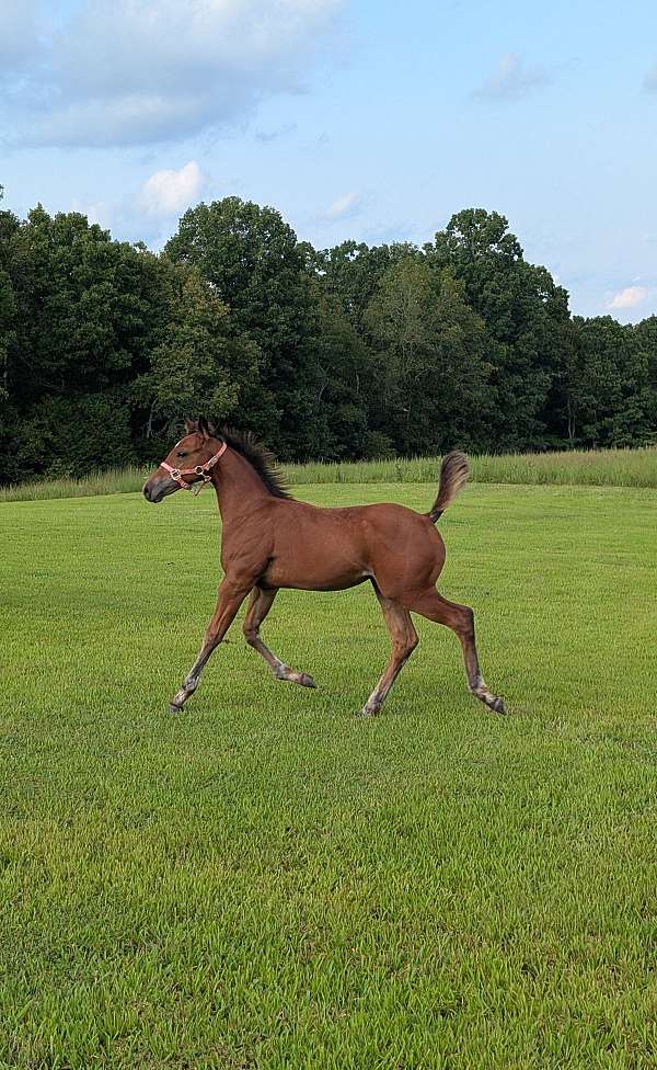 comet-filly