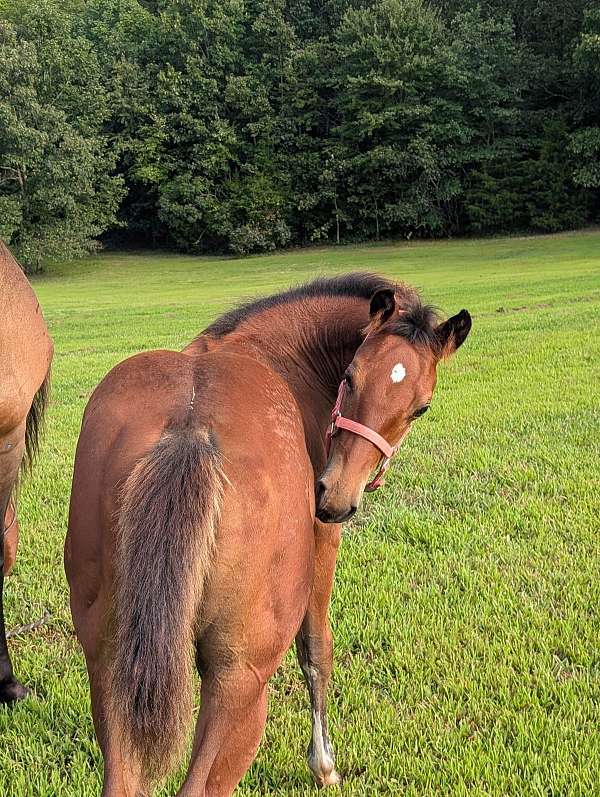 finished-barrel-filly
